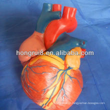 ISO New Style Jumbo Heart Model, Anatomy heart model